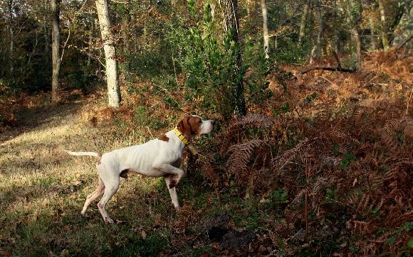 De Ty Laouen - Epreuve Chasse Pratique