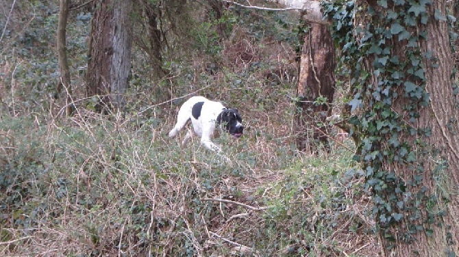 De Ty Laouen - Epreuve de Chasse Pratique Pointer