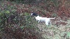  - Epreuve de Chasse Pratique Pointer